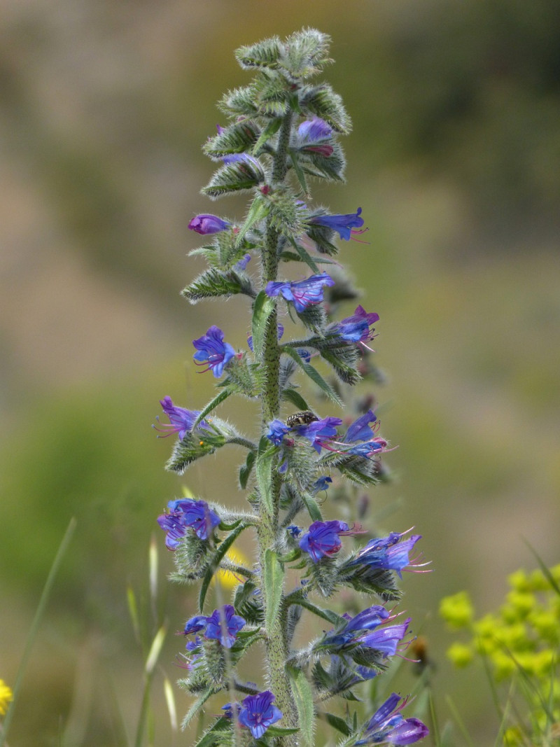 inheemse-slangenkruid- Echium vulgare- drachtplant- zomerse bestuivers- bloemen- bijen- hommels-tuinieren-plantenborder